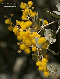 Pearl Acacia, Acacia podalyriifolia