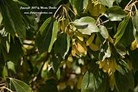 Trident Maple, Acer buergerianum