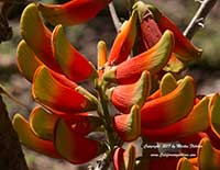 Tambookie Thorn, Erythrina acanthocarpa
