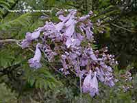 Jaccaranda mimosifolia, Brazilian Rosewood