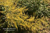 Golden Rain Tree, Koelreuteria paniculata