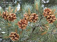Pinyon Pine, Pinus monophylla