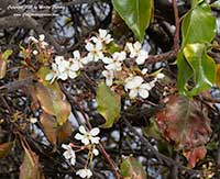 Evergreen Flowering Pear, Pyrus kawakamii