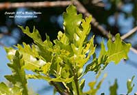 Quercus garryana, Garry Oak