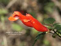 Salvia adenophora, Oaxaca Red Sage