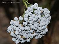 Mexican Elderberry, Sambucus mexicana