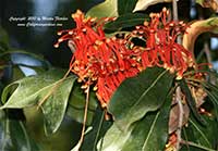 Firewheel Tree, Stenocarpus sinuatus