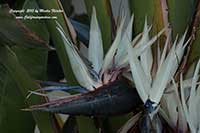 Giant Bird of Paradise, Strelitzia nicolai