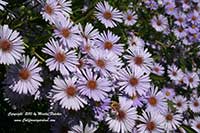 Aster chilense, California Aster, Pacific Aster