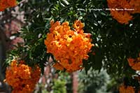 Orange Bells, Tecoma X smithii
