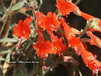 Epilobium canum, California Fuchsia