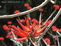 Naked Coral Tree, Erythrina coralloides
