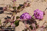 Abronia villosa, Desert Sand Verbena, Hairy Sand Verbena