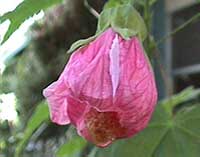 Abutilon hybridum Pink, Pink Chinese Lantern