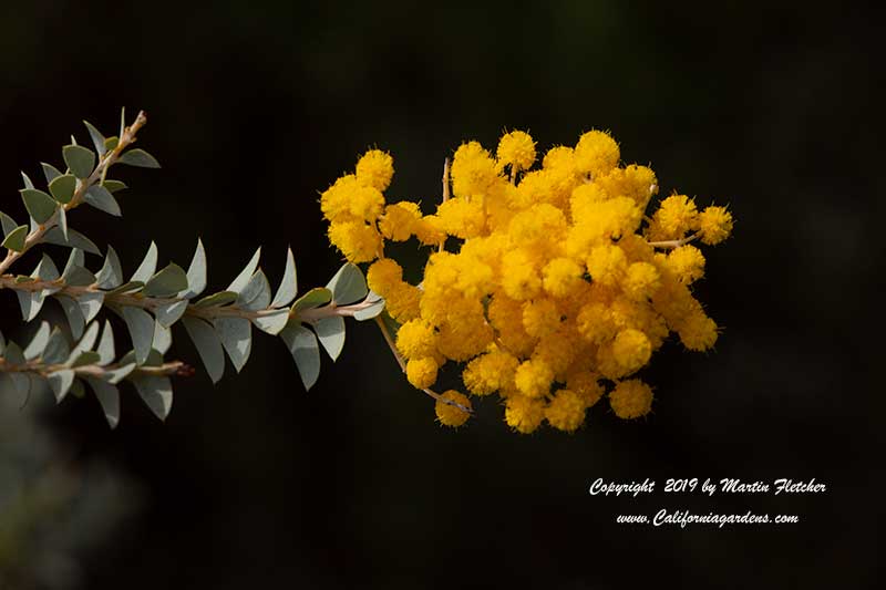 Acacia cultriformis, Knifeleaf Wattle, Knife Wattle, Dogtooth Wattle