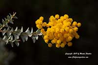 Knifeleaf Wattle, Acacia cultriformis