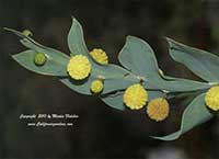 Acacia glaucoptera, Flat Wattle