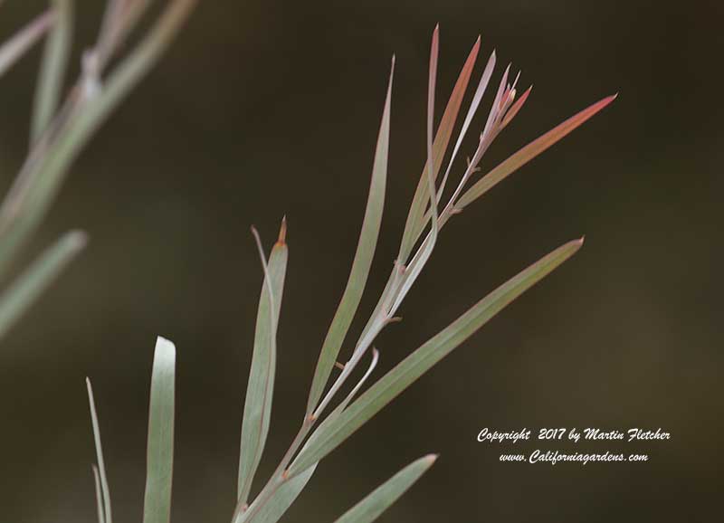 Acacia iteaphylla, Willow Wattle, Flinder's Range Wattle