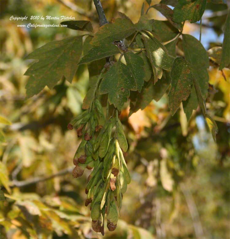 Acer negundo californicum, California Box Elder