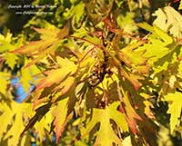 Acer saccherinum, Silver Maple