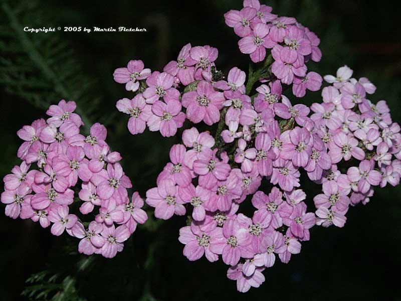 Achillea Cerise Queen