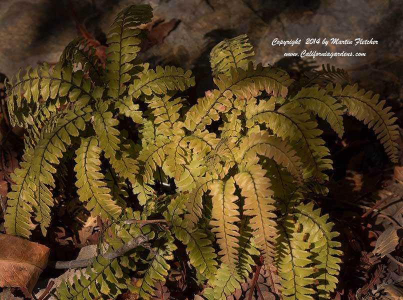 Adiantum aleuticum, Five Fingered Fern, Western Maidenhair Fern