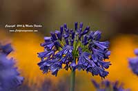 Agapanthus Storm Cloud, Dark Blue Lily of the Nile