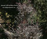 Agonis flexuosa After Dark, After Dark Peppermint Tree, Purple Peppermint Tree