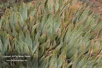 Aloe brevifolia, Short Leaved Aloe