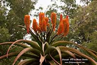 Aloe candelabrum, Cape Aloe
