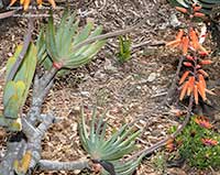 Aloe plicatilis, Fan Aloe