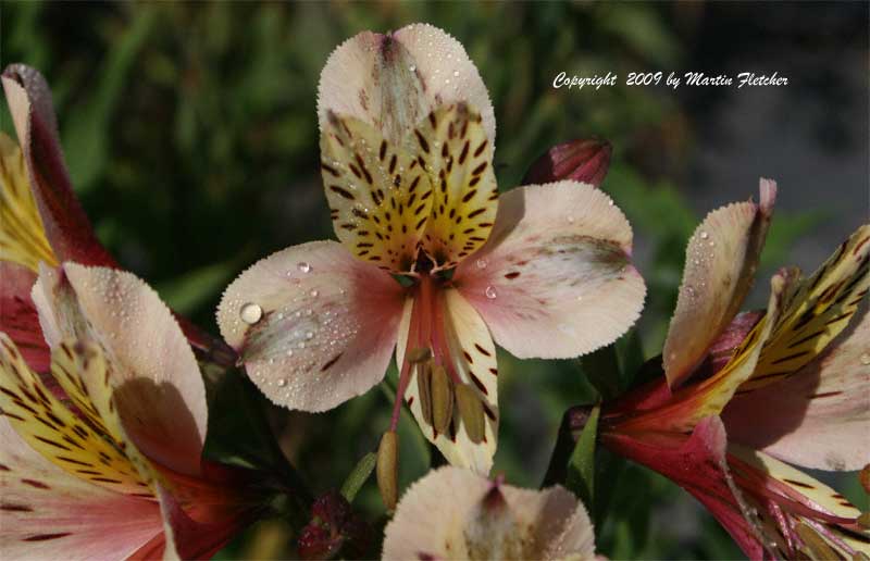 Alstroemeria Inca Ice, Cream Peruvian Lily