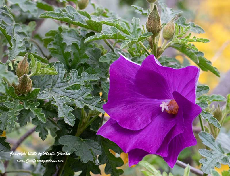 Alyogyne huegelii Mood Indigo, Mood Indigo Blue Hibiscus