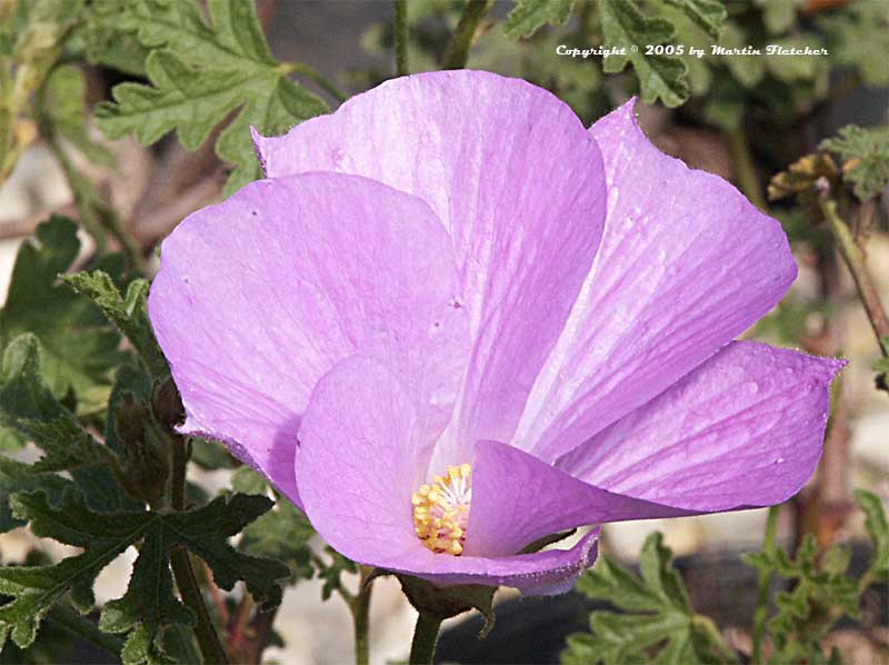 Alyogyne huiglii Santa Cruz, Blue Hibiscus