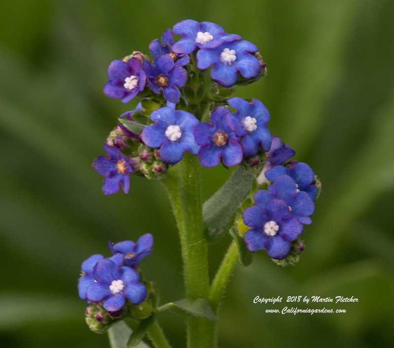 Anchusa capensis, Summer Forget Me Not