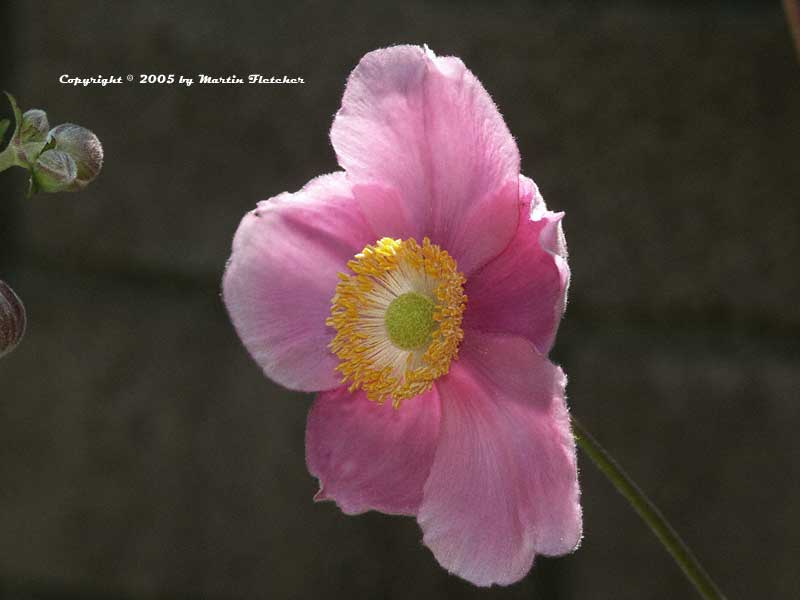 Anemone September Charm, Single Pink Windflower