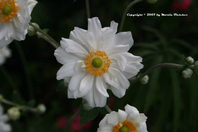 Japanese Anemone Whirlwind, Double White Windflower