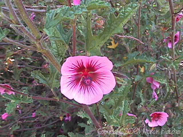 Anisodontea Tara's Wonder