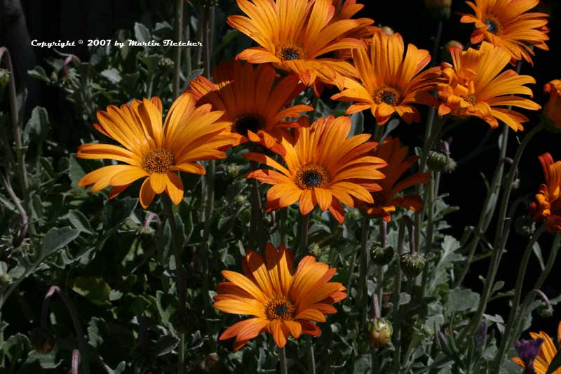 Arctotis Sun Spot Orange, African Daisy