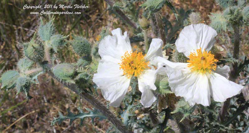 Argemone munita, Prickly Poppy