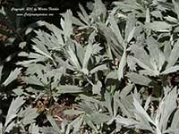 Artemisia ludoviciana Valerie Finnis, Valerie Finnis Mugwort