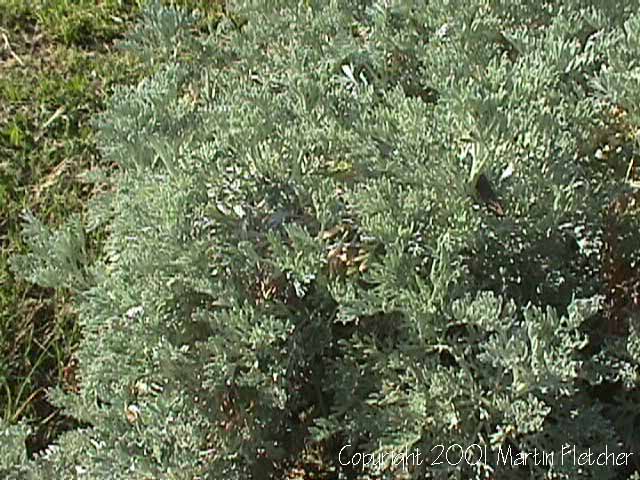 Artemisia arborescens Huntington
