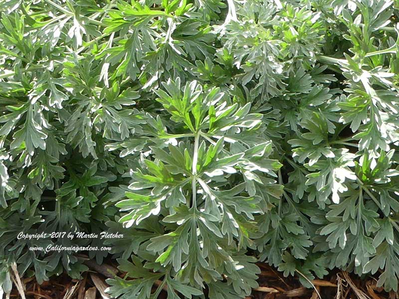 Artemisia absinthium, Absinthe