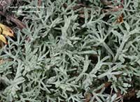 Artemisia frigida, Fringed Sage
