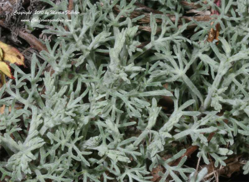 Artemisia frigida, Fringed Sage, Prarie Sage