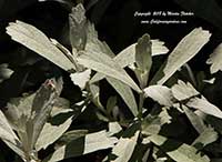Artemisia ludoviciana Silver King, Silver King Mugwort
