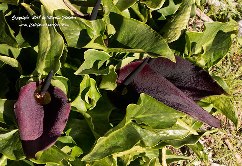 Arum palaestinum, Black Cala Lily, Solomon's Lily