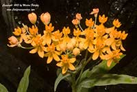 Asclepias curassavica Silky Gold, Silky Gold Butterfly Weed, Tropical Milkweed