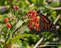 Asclepias curassavica, Tropical Milkweed, Bloodweed