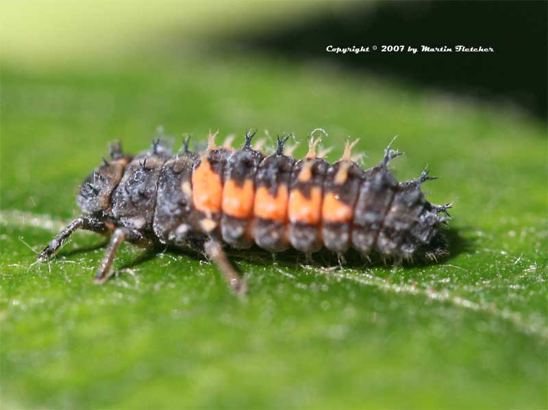 Multicolored Asian Ladybug Larvae